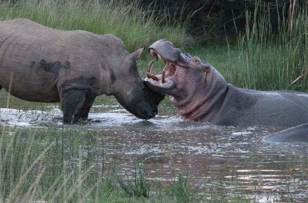 CLIP: Cuộc chiến khốc liệt giữa tê giác và hà mã