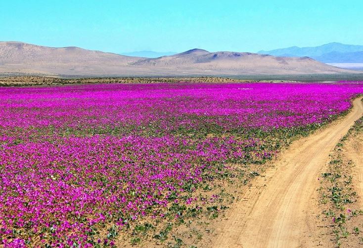 Sa mạc khô cằn nhất thế giới bung nở hoa nhờ El Nino