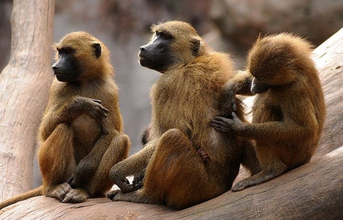 CLIP: Thổ dân châu Phi khéo léo tìm nước nhờ 'cú lừa' khỉ đầu chó