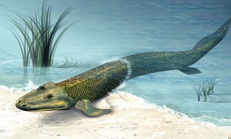 Giữa kỷ nguyên robot hình người, các nhà khoa học lại chế tạo robot cá có chân, bắt chúng tiến hóa lại từ đầu