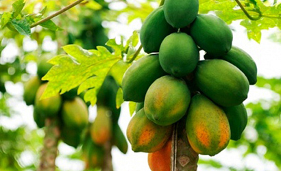 Mẹo hay chữa tắc tia sữa cho các bà mẹ sau sinh