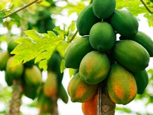 Mẹo hay chữa tắc tia sữa cho các bà mẹ sau sinh