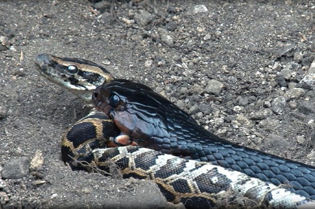 CLIP: Rùng mình trước cảnh tượng rắn nuốt chửng trăn vào bụng