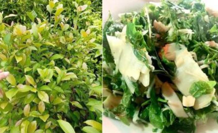 Rau này trước đây toàn nhổ vứt đi hoặc cho trâu ăn, nay thành đặc sản lạ với dân thành phố, có giá lên tới 70.000 đồng/kg