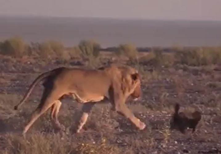 CLIP: Sư tử trổ tài săn 'kẻ bố đời' rồi nhận cái kết khó tin