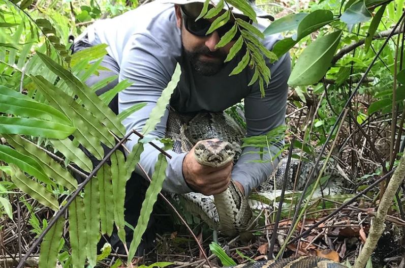 Trăn khổng lồ "xâm lấn" nước Mỹ