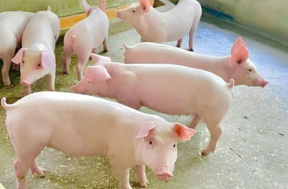 Giá heo hơi ngày 9/11/2024: Tăng nhẹ tại miền Nam