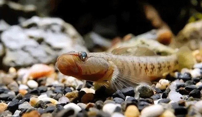 Thực hư về loại cá 2cm có tuổi đời nghìn năm tuổi, chỉ sống ở một nơi duy nhất trên thế giới