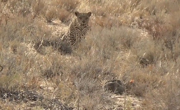 CLIP: Mải mê săn mồi, mèo hoang từ kẻ đi săn trở thành con mồi trong chớp mắt