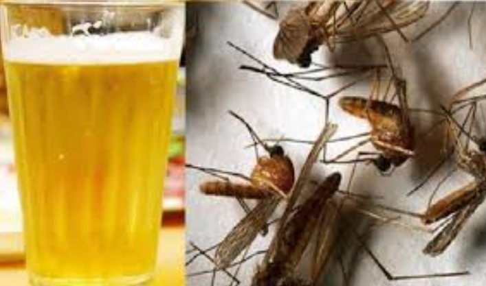 Muỗi sợ nhất thứ này, đặt một bát trong phòng, cả đêm không con nào dám vo ve