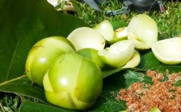 Loại quả xưa rụng đầy không ai thèm nhặt, nay thành đặc sản Tây Bắc nhiều người săn lùng