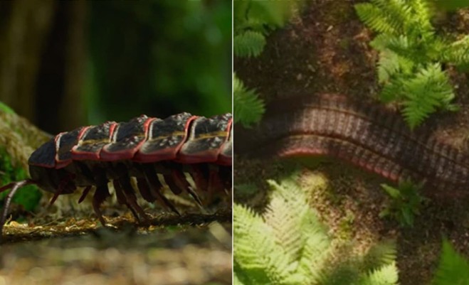 Cận cảnh loài rết khổng lồ cổ xưa, to ngang chiếc ô tô nhỏ khiến ai cũng kinh hãi
