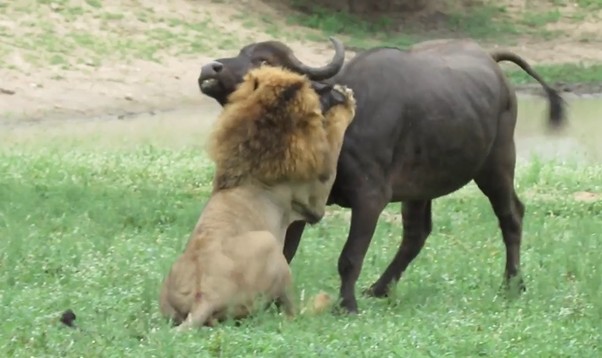 CLIP: 5 pha sư tử hạ gục trâu rừng trong tích tắc