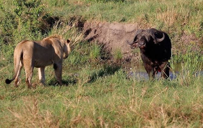 CLIP: Trâu rừng thông minh khiến sư tử ngậm ngùi ‘chia tay’ bữa ăn thịnh soạn