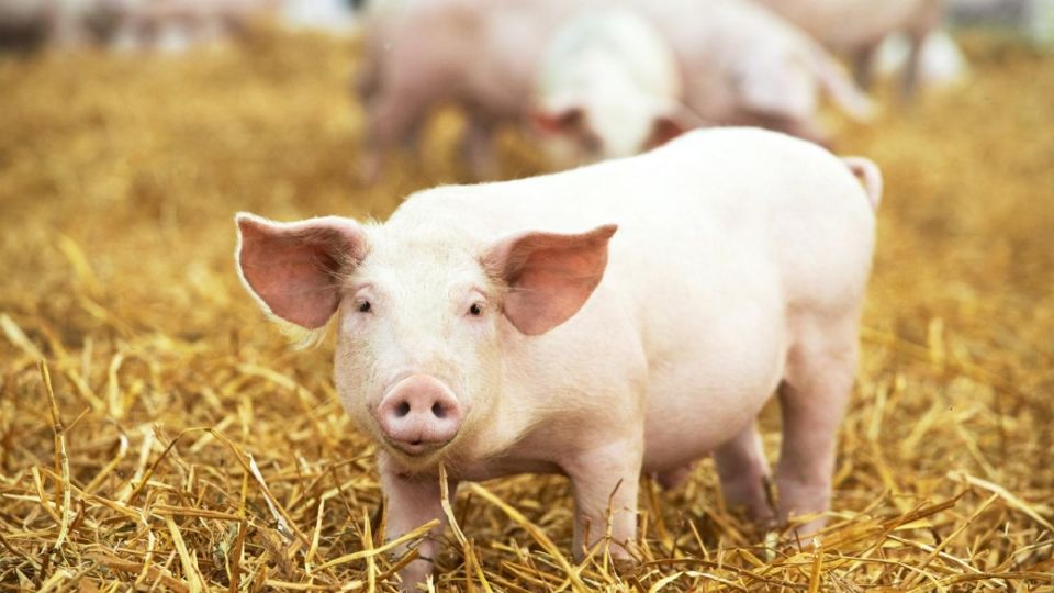 Giá heo hơi ngày 10/11/2024: Thị trường heo hơi chuyển biến tích cực