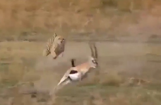 CLIP: Linh cẩu vô tình trở thành người hùng, giải cứu linh dương trước hàm báo săn