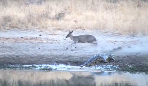 CLIP: 'Pha né thần tốc' giúp linh dương thoát hiểm trước hàm cá sấu