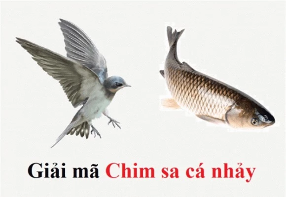 Chim sa tận nơi không bắt, cá nhảy tận bờ không ăn,chim sa cá lặn,lời người xưa