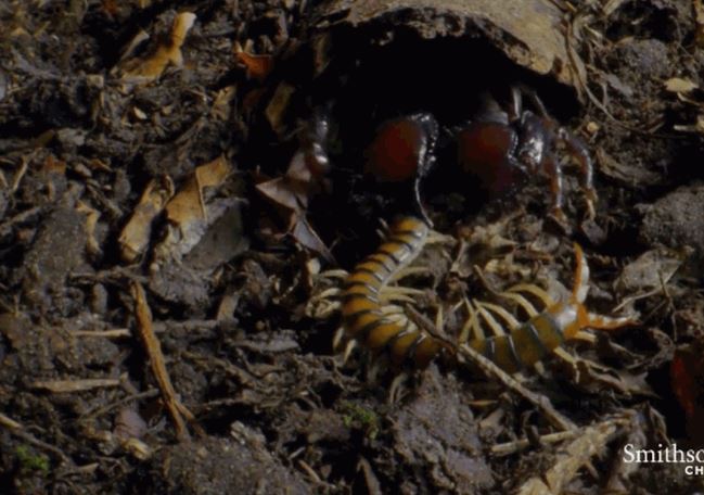 CLIP: Mãn nhãn trước màn tử chiến của rết độc và bọ cạp