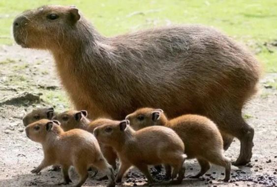 Đây là động vật có phân ‘ngon’ nhất thế giới, những loài khác phải xếp hàng để ăn, cá sấu làm ‘vệ sĩ’ bảo vệ