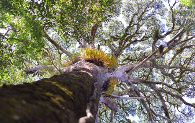 Giải mã bí ẩn về loài cây quý chỉ duy nhất ở Việt Nam có: Sống cùng thời kỳ với khủng long, được xem là ‘cây thần linh’