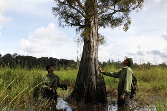 Khám phá 162 cây gỗ quý hiếm hơn cả ‘vàng lộ thiên’ ở Việt Nam, nhiều người săn lùng, có tiền cũng khó mua được