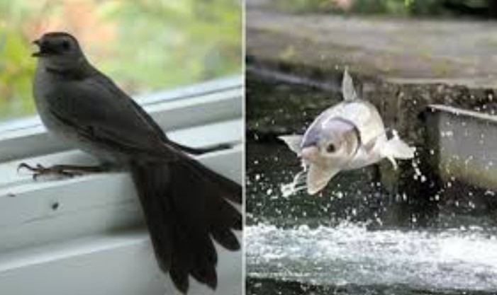 'Chim sa tận nơi không bắt, cá nhảy tận bờ không ăn' là vì sao? Lời người xưa đã dạy, chớ làm sai kẻo có ngày đại họa!