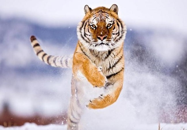 Top 5 con giáp gặp vận may vượt trội trong tháng 11: Tài lộc, sức khỏe và tình cảm đều khởi sắc