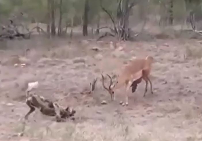 CLIP: Bị cắn lòi ruột, linh dương impala vẫn vùng dậy tấn công đàn chó hoang và cái kết bất ngờ