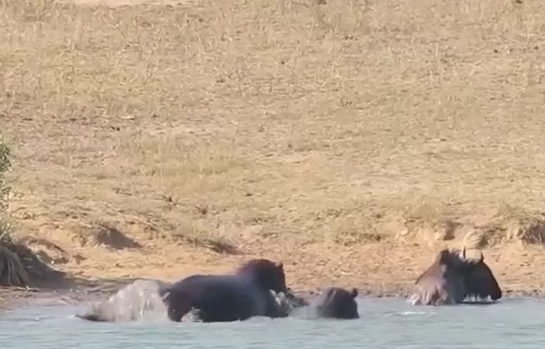 CLIP: Hà mã làm 'người hùng', giải cứu linh dương đầu bò khỏi hàm răng sắc nhọn của cá sấu