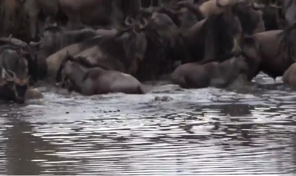 CLIP: Linh dương đầu bò mất mạng vì mải uống nước