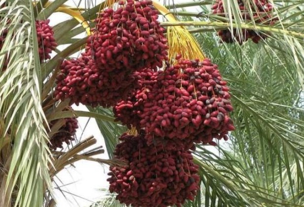 Loại quả này rất giống nho, có giá nửa triệu/kg nhưng luôn trong tình trạng cháy hàng, bán bao nhiêu cũng hết