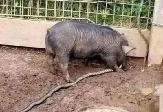 Th&#x1EF1;c h&#x1B0; vi&#x1EC7;c r&#x1EAF;n c&#xF3; &#x111;&#x1ED9;c &#x111;&#x1EBF;n m&#x1EA5;y c&#x169;ng kh&#xF4;ng gi&#x1EBF;t &#x111;&#x1B0;&#x1EE3;c l&#x1EE3;n? S&#x1EF1; th&#x1EAD;t v&#xF4; c&#xF9;ng kinh ng&#x1EA1;c