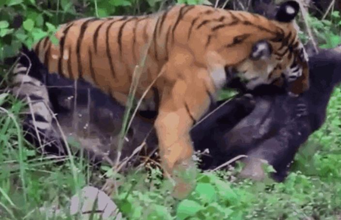 CLIP: Lợn rừng vùng dậy chống lại hổ dữ và cái kết bất ngờ