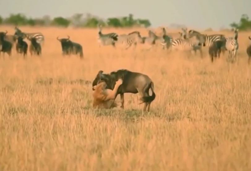 CLIP: Bị sư tử ngoạm chặt cổ, linh dương đầu bò phản công rồi tấn công ngược khiến kẻ đi săn chạy 'té khói'