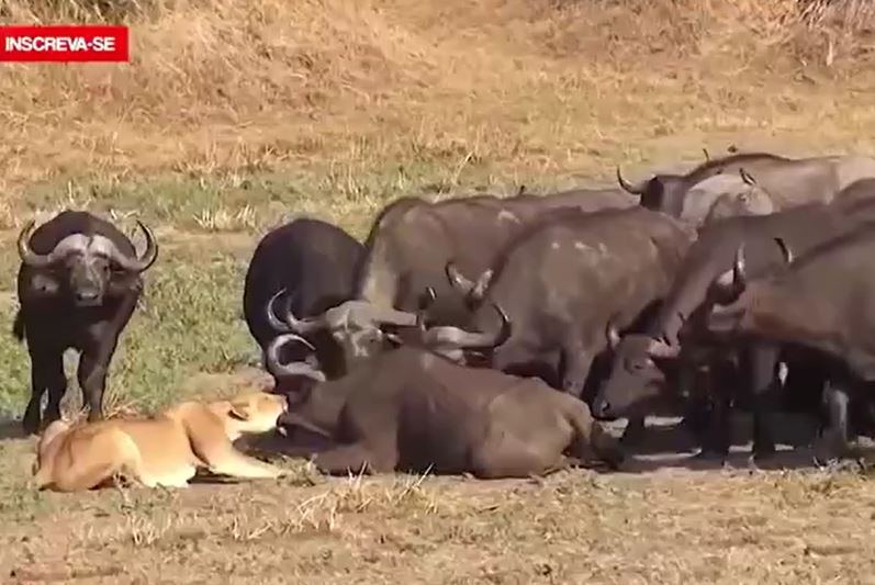 CLIP: Bị sư tử tấn công, trâu rừng được '500 anh em' tới giải cứu và cái kết