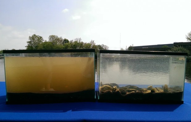 Trai nước ngọt, sinh vật quan trọng giúp làm sạch nước tự nhiên