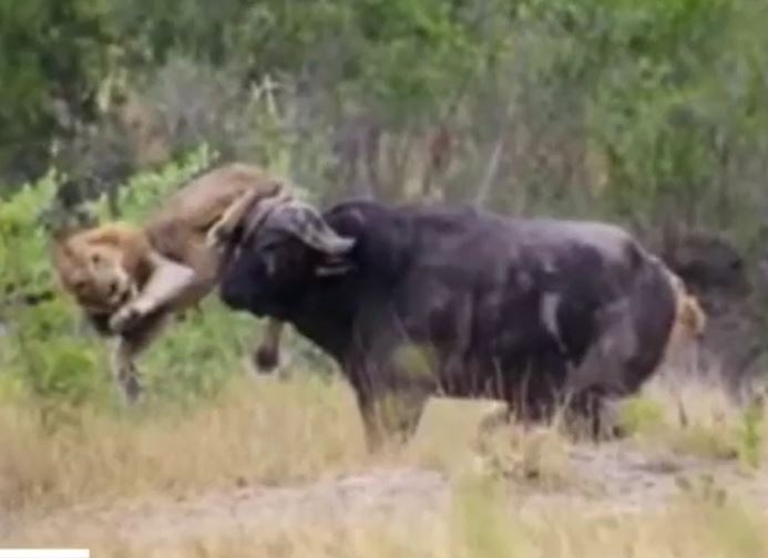 CLIP: Bị truy sát, trâu rừng nổi điên húc thủng đùi sư tử nhưng cái kết mới gây chú ý