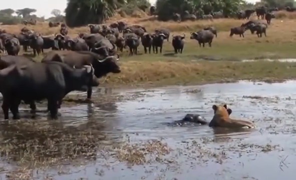 CLIP: Trâu rừng con xấu số trở thành mồi ngon của sư tử