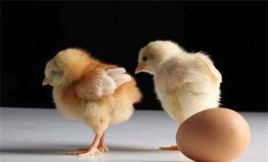 Cái gì sinh ra trước, con gà hay quả trứng? gà xuất hiện từ đâu, thông tin thú vị