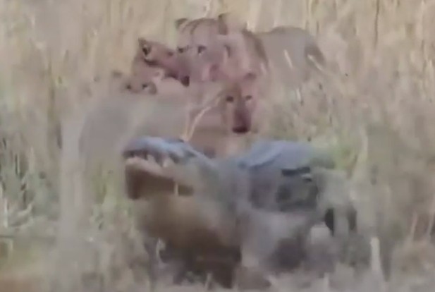 CLIP: Cuộc đối đầu căng thẳng giữa “sát thủ đầm lầy” và bầy sư tử, cá sấu thất bại ê chề trước kẻ thống trị thảo nguyên