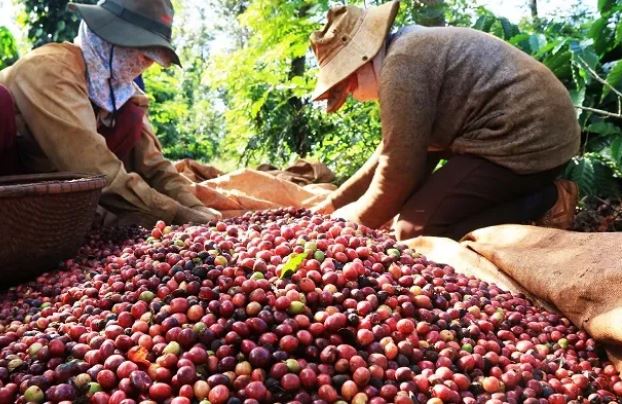Giá cà phê tăng mạnh