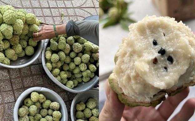 Đặc sản Lạng Sơn siêu giàu 2 loại vitamin dưỡng trắng da, tăng collagen lại còn tốt cho xương khớp, trí não