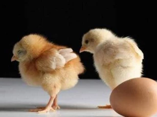 Cái gì sinh ra trước, con gà hay quả trứng? Hãy xem các nhà khoa học Anh nói gì, bạn sẽ hiểu!