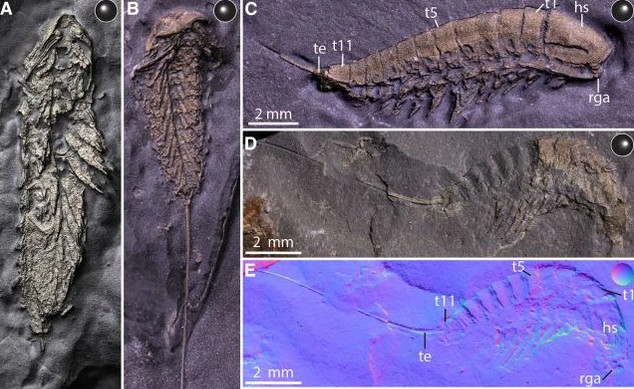 Phát hiện sinh vật lạ hóa thành vàng sau 450 triệu năm