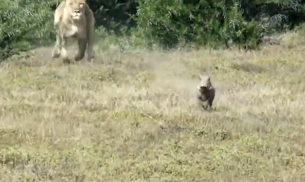 CLIP: Cảnh tượng săn mồi đầy kịch tính của sư tử, lợn bướu nhận cái kết thảm