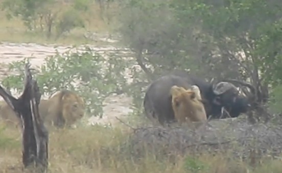 CLIP: Trâu rừng phản công mạnh mẽ, húc sư tử đực văng lên không trung