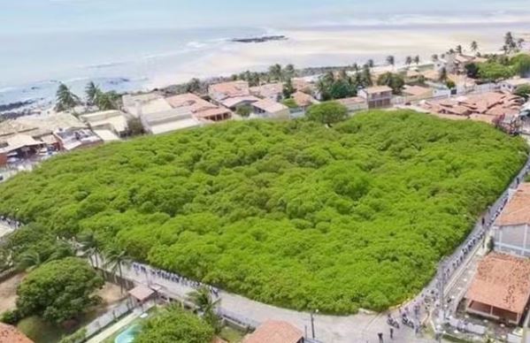 Kh&#xE1;m ph&#xE1; c&#xE2;y &#x111;i&#x1EC1;u l&#x1EDB;n nh&#x1EA5;t th&#x1EBF; gi&#x1EDB;i bao ph&#x1EE7; di&#x1EC7;n t&#xED;ch h&#x1A1;n 8.000 m2&#xD;&#xA;