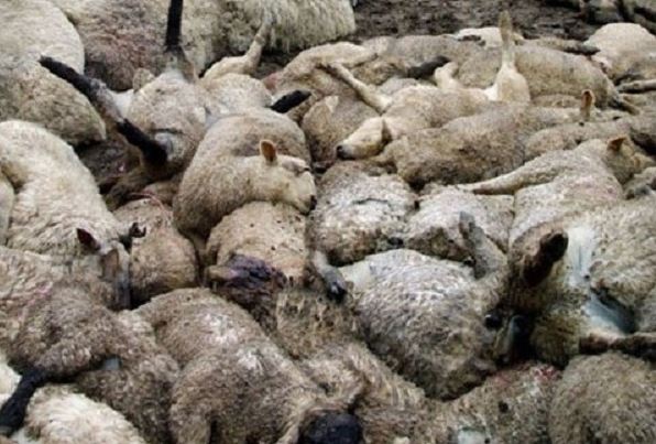 Bí ẩn động vật tự tìm đến cái chết khiến giới khoa học "đau đầu"