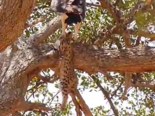 CLIP: Đại bàng thiệt mạng khi cả gan tấn công báo con